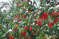 wolfberry PE