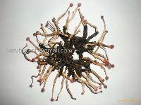 Cordyceps