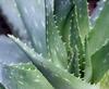 Aloe extract(100x,200x powder)