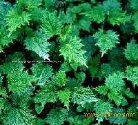 3,4-divanillyltetrahydrofuran (Nettle Root Extract)