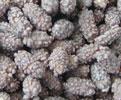 Chocolate Peanuts