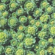 Rhodiola Rosea Extract Powder
