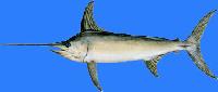  Sword   Fish 
