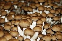 shiitake