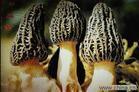 Morels