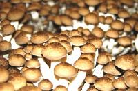  fresh   shiitake 