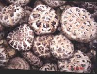  White   flower   shiitake 