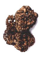 Maitake mushroom