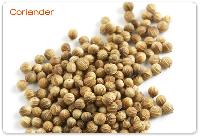 Corainder Seed