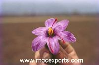 Kashmiri  Mogra   Saffron 