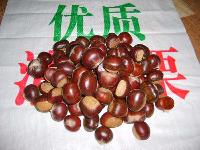 Chestnut