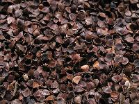  Husk  of roasted buckwheat