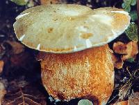 Boletus Edulis