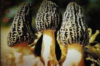 Morels Mushroom