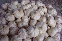  Pure  White  Garlic 