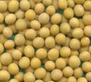 soy beans