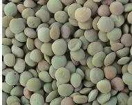 Geen lentils