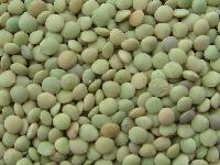 Green lentils