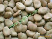 BROAD BEANS