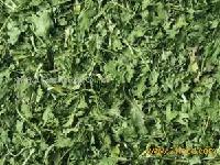  Dehydrated   Parsley 
