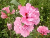 Shrubalthea Flower