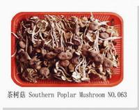 Dried Southern Poplar Mushroom