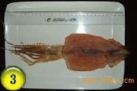 dried hole squid