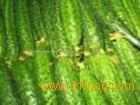  Cucumber   Extract 