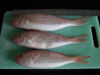  FROZEN  THREADFIN  BREAM 