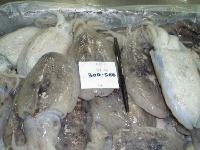 FROZEN CUTTLEFISH