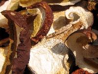Boletus Edulis