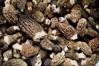 dried morels