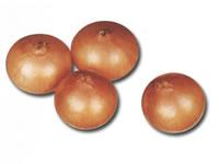Fresh  Onion 