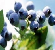 Bilberry Herbal Extracts