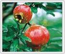 Pomegranate P.E.
