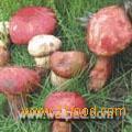 Boletus edulis(porcini)