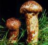 Matsutake,Pine Mushroom