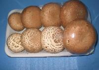 Fresh mushroom