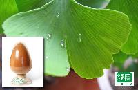 Ginkgo Biloba Extract