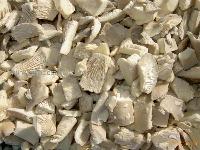 food  Frozen   mushroom   cube 