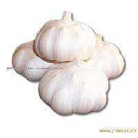  normal   white   garlic 
