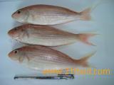 Golden  Threadfin   Bream  WR