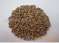 coriander seed