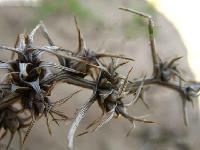 Agriophyllum squarrosum extract
