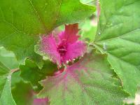 Chenopodium album extract