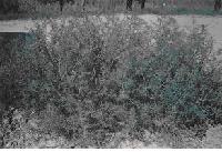 Salsola collina pall extract