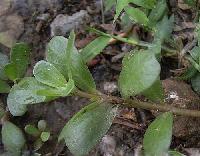Portulaca oleracea  extract 