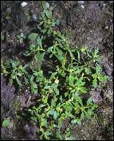 Arenaria serpyllifolia extract