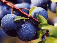 Natural fruit & vegetable powder
