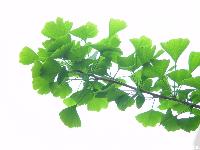  Ginkgo  Biloba  Leaf  P.E